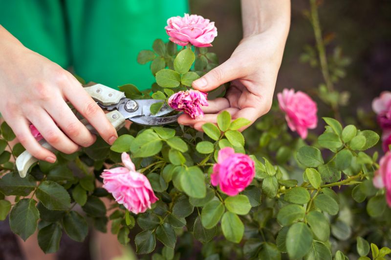 Shrub Trimming Service
